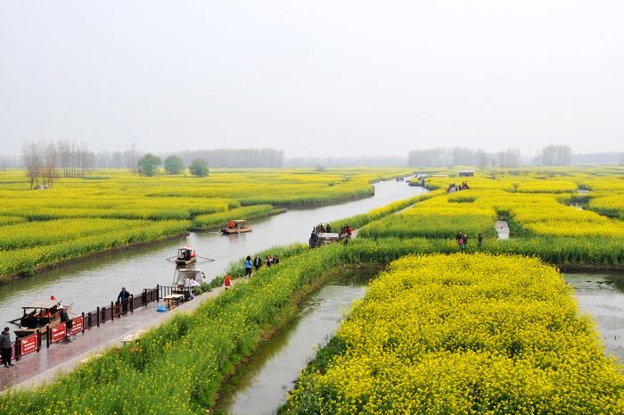 走访兴化油菜花田